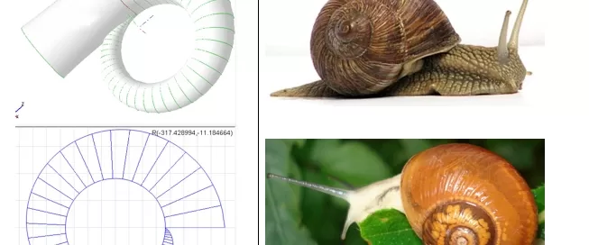 Side-by-side image of a 3D spiral model with a schematic view and two snails, one with a brown shell and the other with a lighter orange shell on a green leaf.