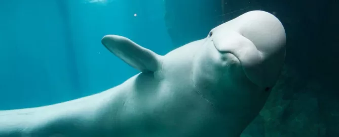 A beluga whale swims underwater, its head and one fin visible against a blue background.